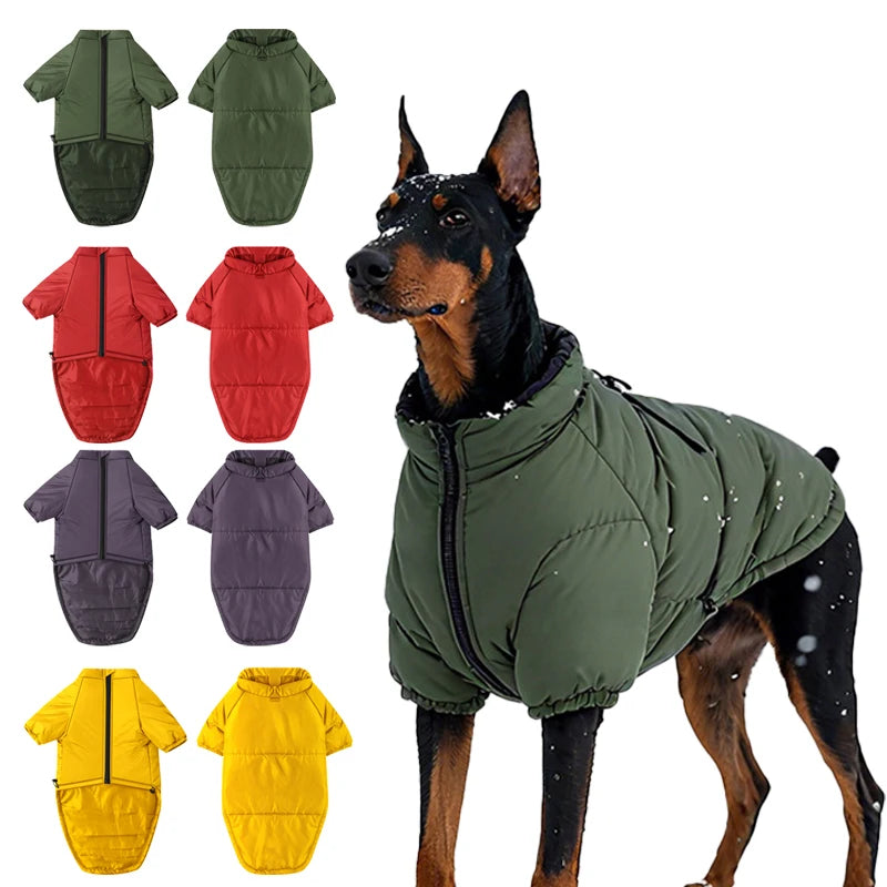 Large Dog Winter Jacket in multiple colors displayed with Doberman model. Warm vest for Labs and large breeds in winter.