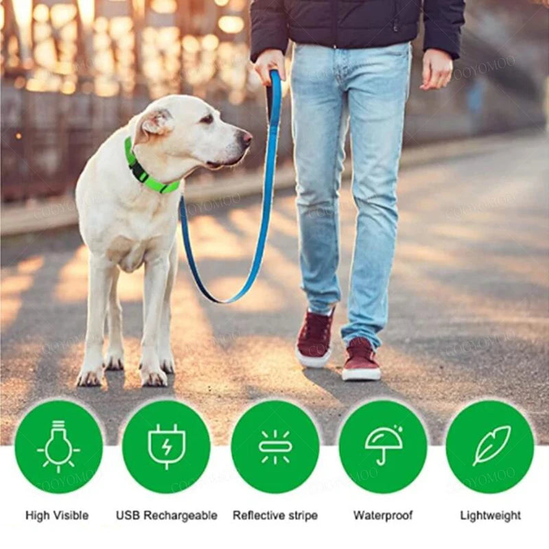 Dog wearing green LED collar on a walk, with icons showing features like USB rechargeable, waterproof, and reflective design.