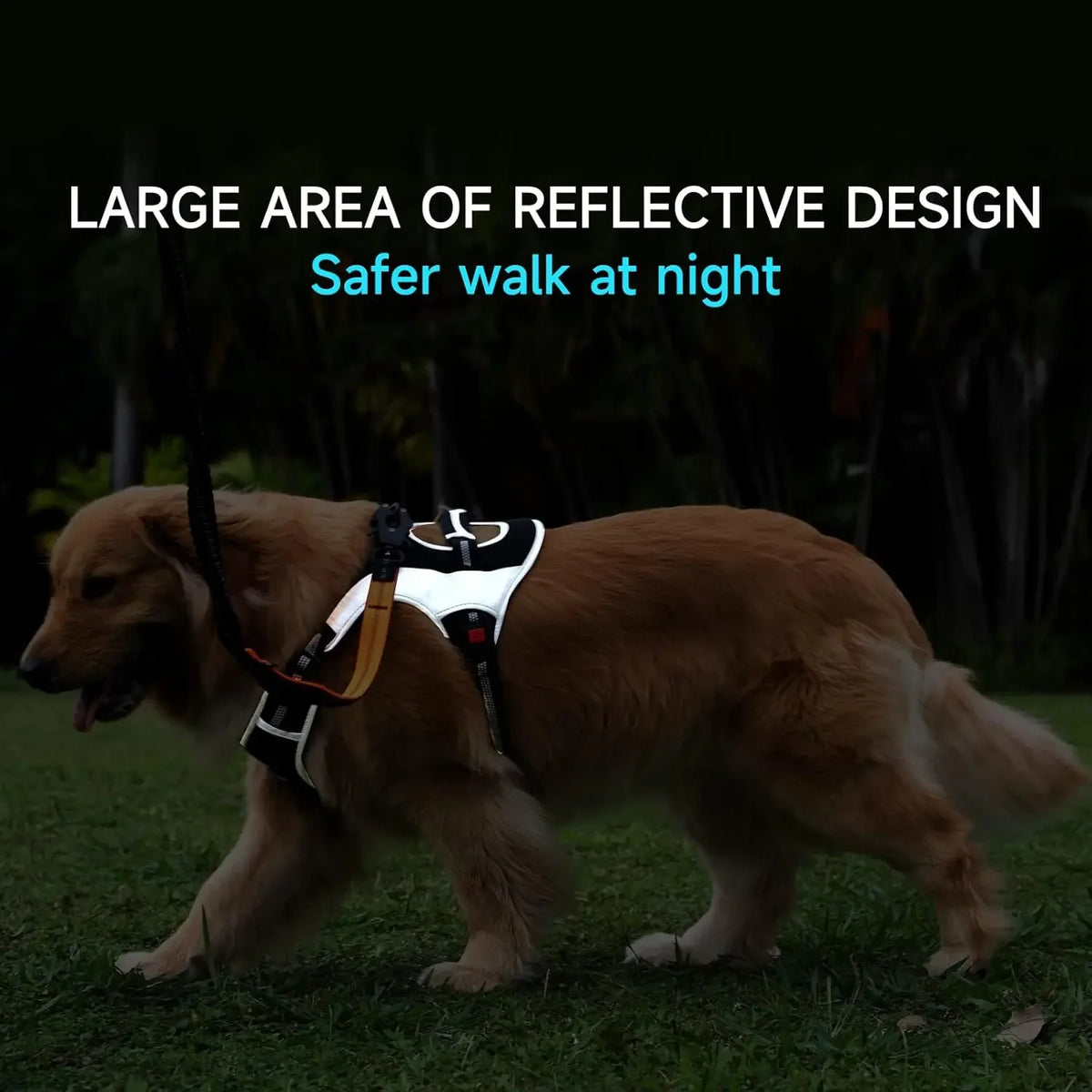 Golden retriever wearing reflective no pull harness at night, highlighting large reflective areas for safer nighttime walks.