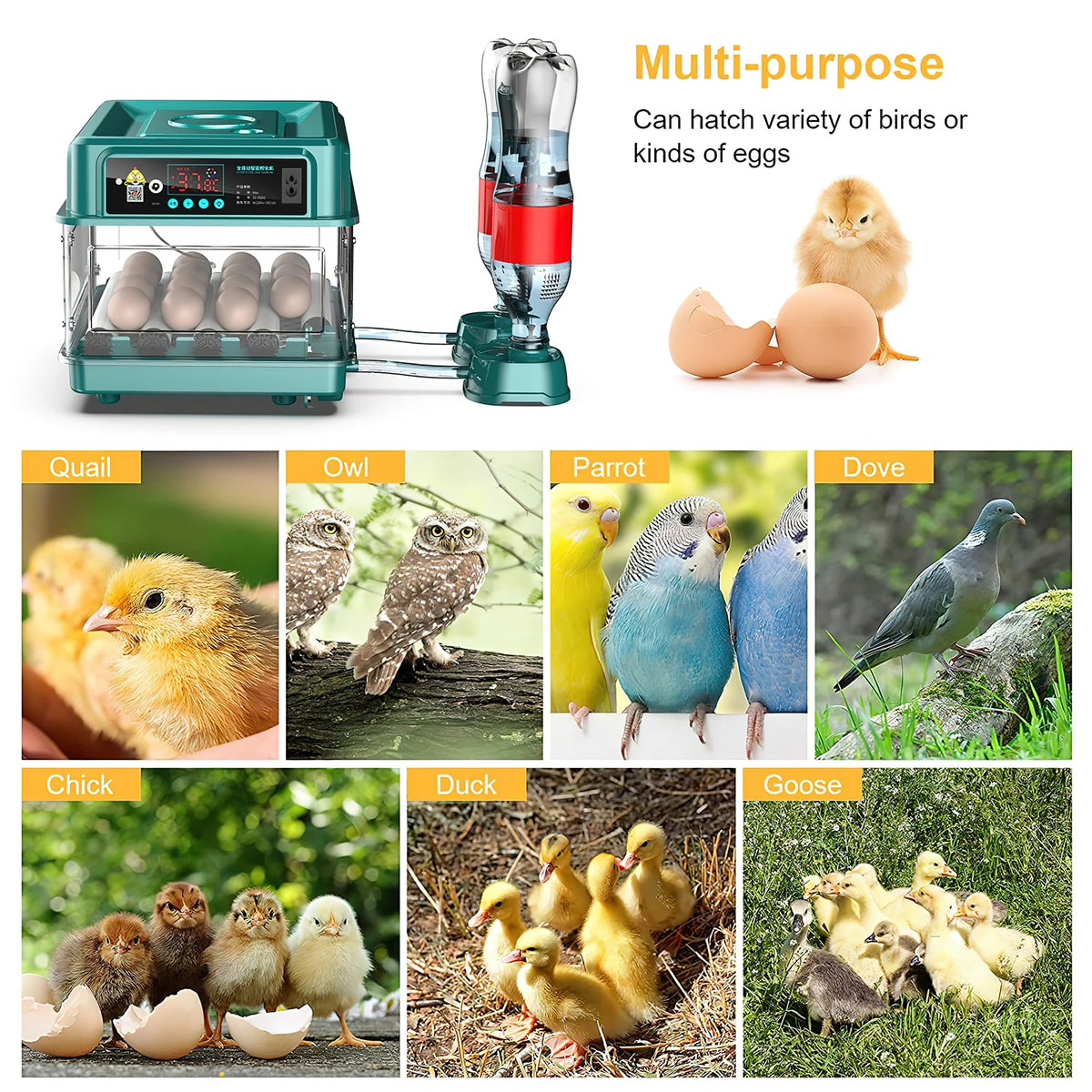 Multi-purpose Automatic Egg Incubator - Water Adding | 12-64 Eggs for hatching quail, owl, parrot, dove, chick, duck, and goose eggs with auto features.